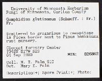 Gomphidius glutinosus image