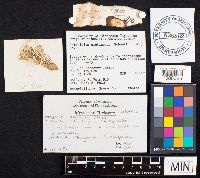 Gomphidius glutinosus image