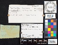 Gomphus floccosus image