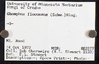 Gomphus floccosus image