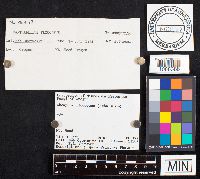 Gomphus floccosus image