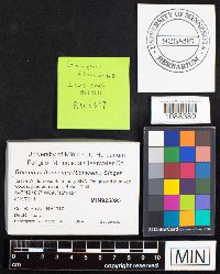 Gomphus floccosus image