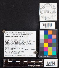 Gomphus floccosus image