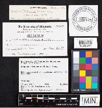 Gomphus floccosus image