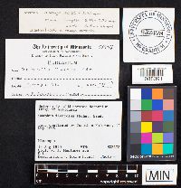 Gomphus floccosus image