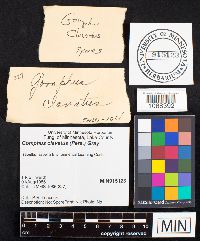 Media resource of Gomphus clavatus