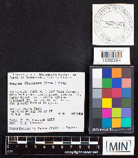 Gomphus floccosus image