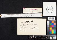 Gomphus floccosus image