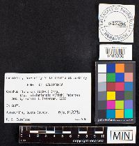 Gomphus floccosus image