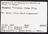 Gomphus floccosus image