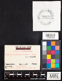 Gomphus floccosus image