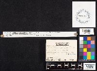 Gomphus floccosus image