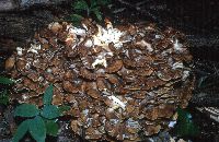 Grifola frondosa image