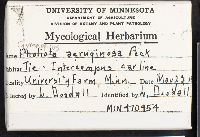 Gymnopilus aeruginosus image