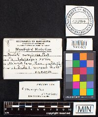 Media resource of Gymnopilus aeruginosus