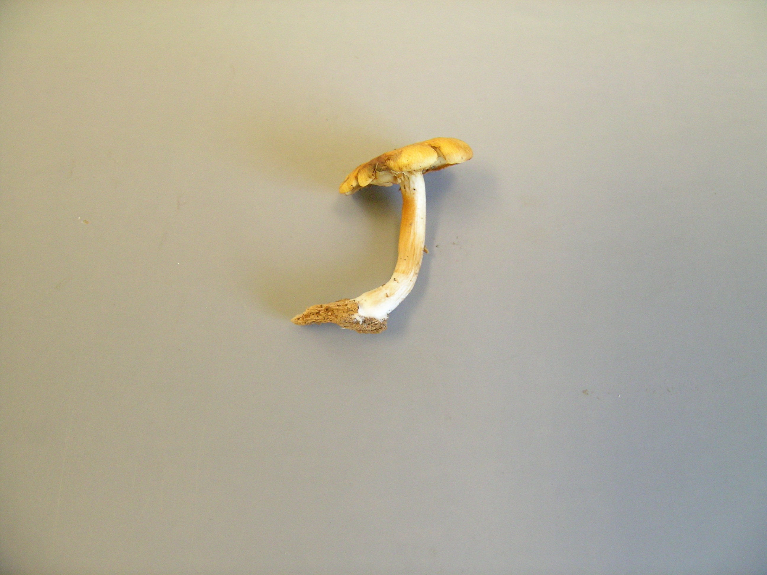 Gymnopilus croceoluteus image