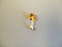 Gymnopilus croceoluteus image