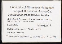 Gymnopilus croceoluteus image