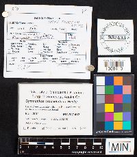 Gymnopilus croceoluteus image