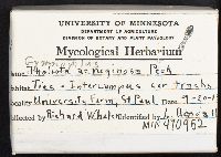 Gymnopilus aeruginosus image