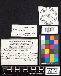 Gymnopilus aeruginosus image