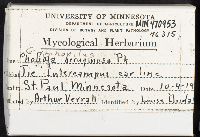 Gymnopilus aeruginosus image