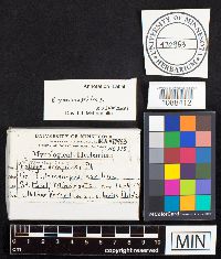 Gymnopilus aeruginosus image