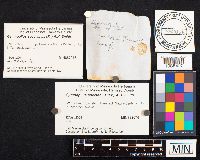 Gymnopilus spectabilis image