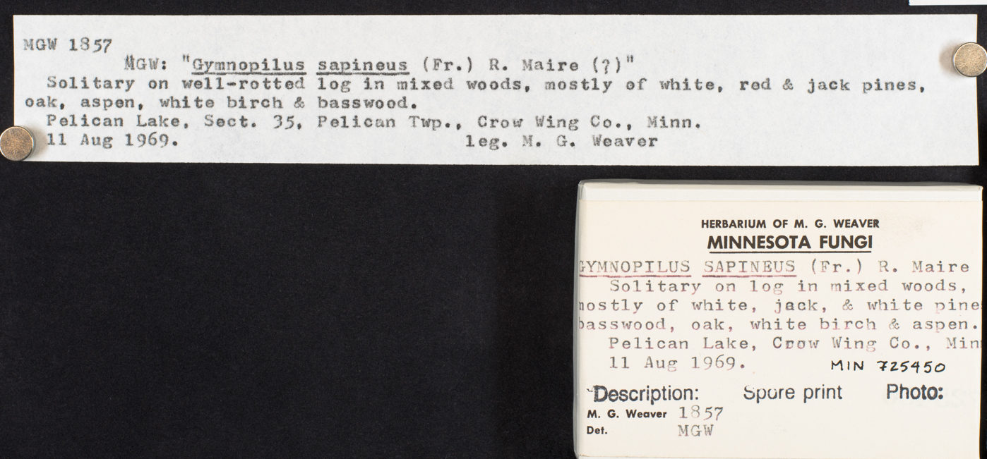 Gymnopilus sapineus image