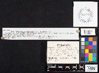 Gymnopilus sapineus image