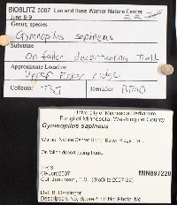 Gymnopilus sapineus image