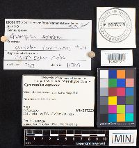 Gymnopilus sapineus image