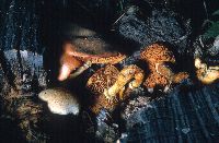 Gymnopilus spectabilis image
