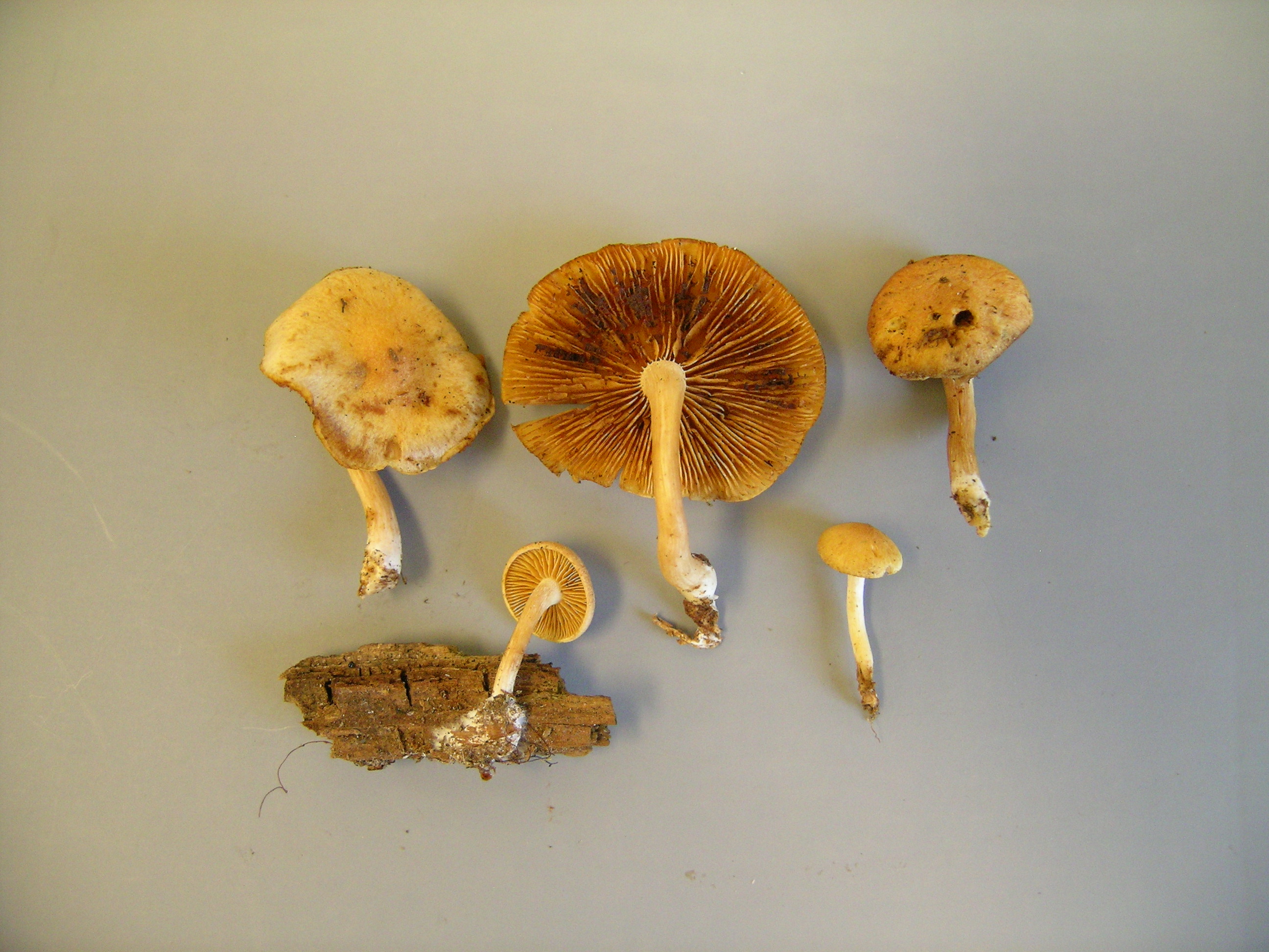 Gymnopilus penetrans image