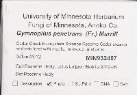 Gymnopilus penetrans image