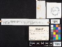 Gymnopilus sapineus image