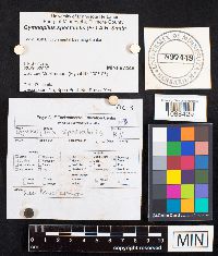 Gymnopilus spectabilis image