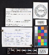 Media resource of Gymnopus spongiosus