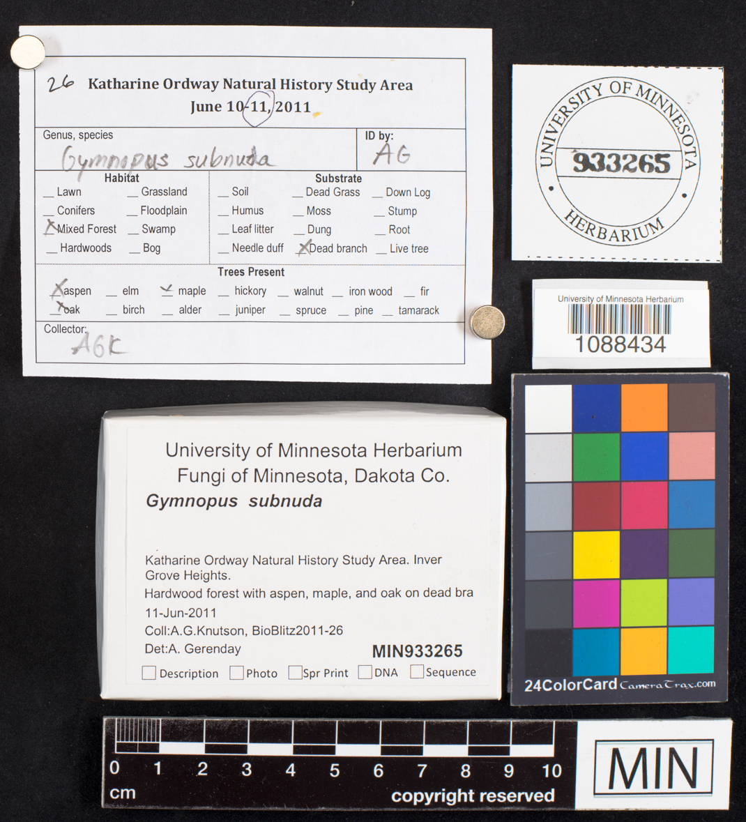 Gymnopus subnudus image