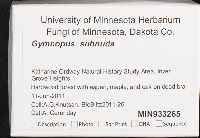 Gymnopus subnudus image