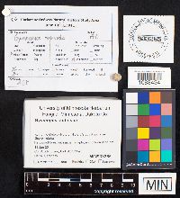 Media resource of Gymnopus subnudus