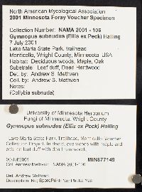 Gymnopus subnudus image