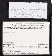 Gymnopus dryophilus image