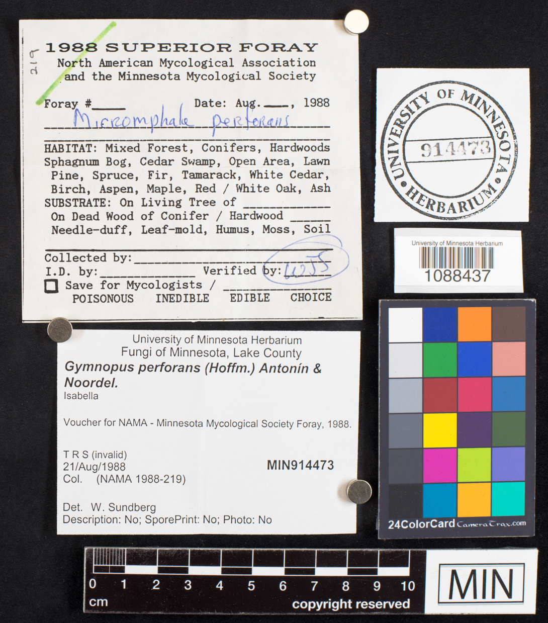 Gymnopus perforans image