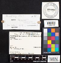 Gymnopus spongiosus image