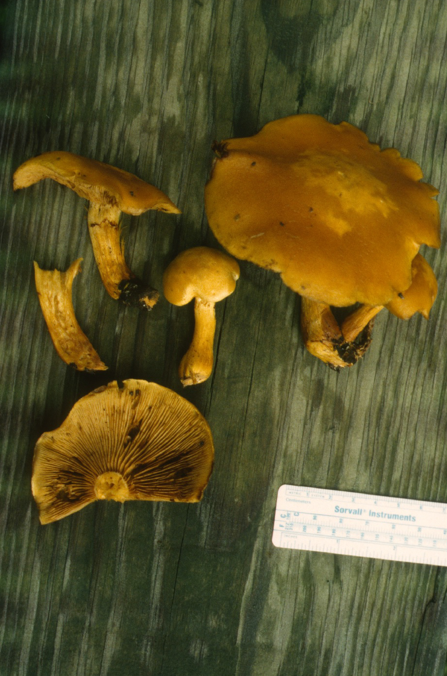 Gymnopilus spectabilis image