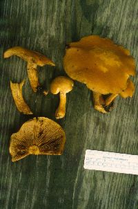 Media resource of Gymnopilus spectabilis
