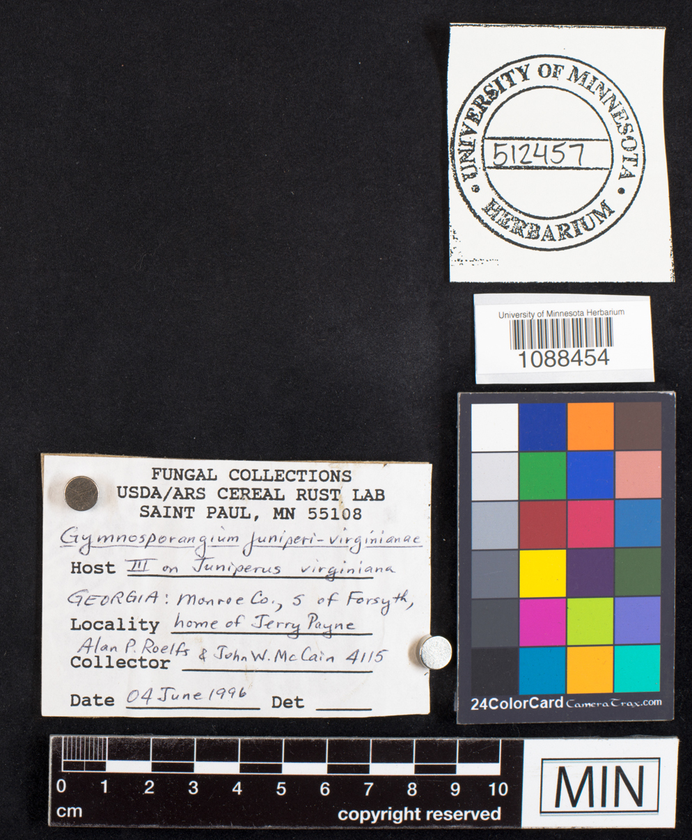 Gymnosporangium juniperi-virginianae image