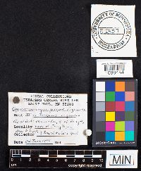 Media resource of Gymnosporangium juniperi-virginianae