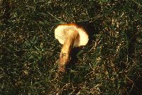 Gyroporus castaneus image